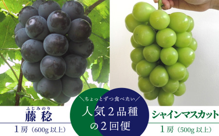ちょっとずつ食べたい！藤稔とシャインマスカットの１房お試し２回便！ (定期便)(岡山県産)【KF-T043-02】