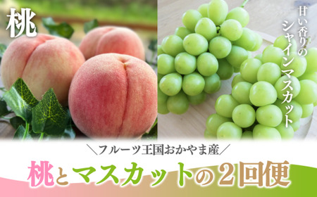 おかやまフルーツ便! 桃とシャインマスカットどっちも食べたい便! ２回便 (定期便)(岡山県産)【KF-T048-04】