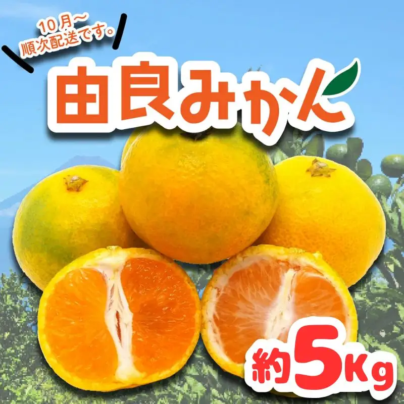 由良みかん 約5kg みかん 蜜柑