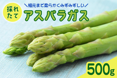 【先行予約】 アスパラガス 500g 【2026年5月～9月に順次発送予定】
