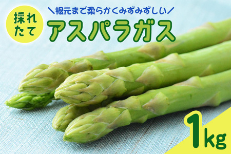【先行予約】 アスパラガス 1kg 【2026年5月～9月に順次発送予定】