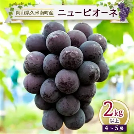 〈2026年先行予約〉ニューピオーネ2kg以上(4～5房)岡山県久米南町産【配送不可地域：離島・北海道・沖縄県】【1016878】