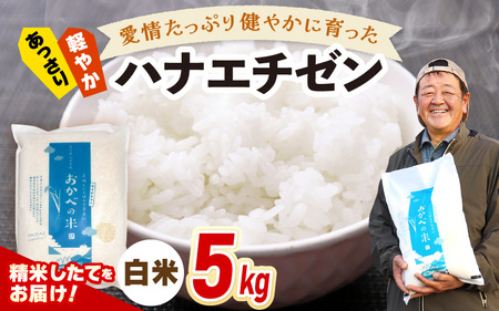 【先行予約】令和8年産 愛情たっぷり健やかに育った ツヤツヤ ハナエチゼン（白米）5kg【2026年9月上旬以降順次発送予定】 [m29-a027]