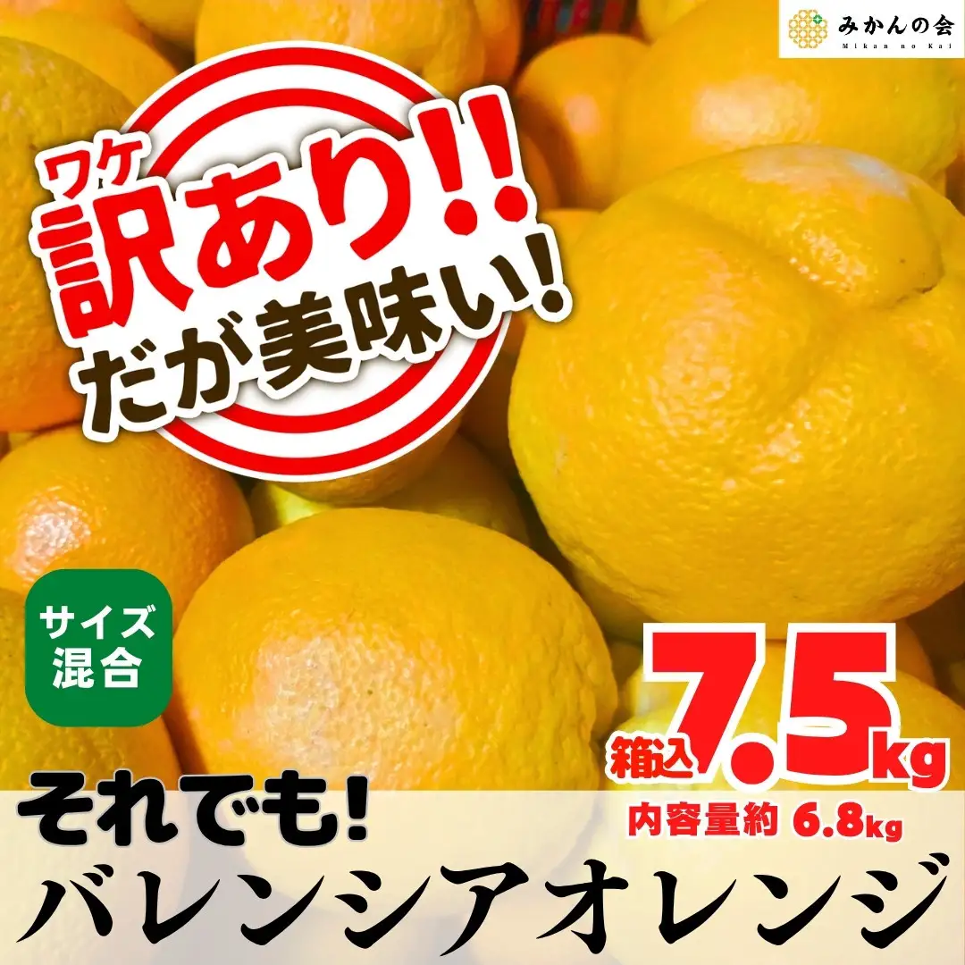 訳あり バレンシアオレンジ  国産 箱込 7.5kg (内容量 6.8kg ) サイズミックス 和歌山県産 産地直送 みかんの会