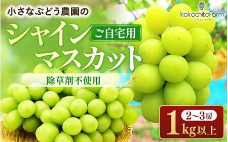 シャインマスカット 除草剤不使用 1kg ご家庭用シャインマスカット【koko002-02】