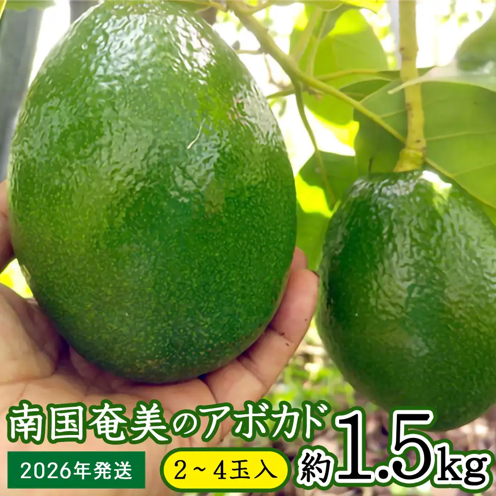 【2026年発送】南国奄美のアボカド 約1.5kg（2～4玉入） 鹿児島県 奄美群島 奄美大島 龍郷町 国産 奄美産 青果 果物 くだもの フルーツ 森のバター 不飽和脂肪酸 ビタミン ミネラル 葉酸 クリーミー 濃厚 なめらか お取り寄せ 農家直送
