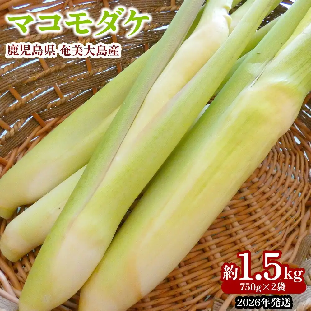 【2026年発送】奄美大島産 マコモダケ 約1.5kg（750g×2袋） 鹿児島県 奄美群島 奄美大島 龍郷町 奄美産 青果 野菜 マコモ マコモタケ マコモズミ 食物繊維 鉄分 カリウム 葉酸 低カロリー 天ぷら 炒め物 お取り寄せ 農家直送 小分け
