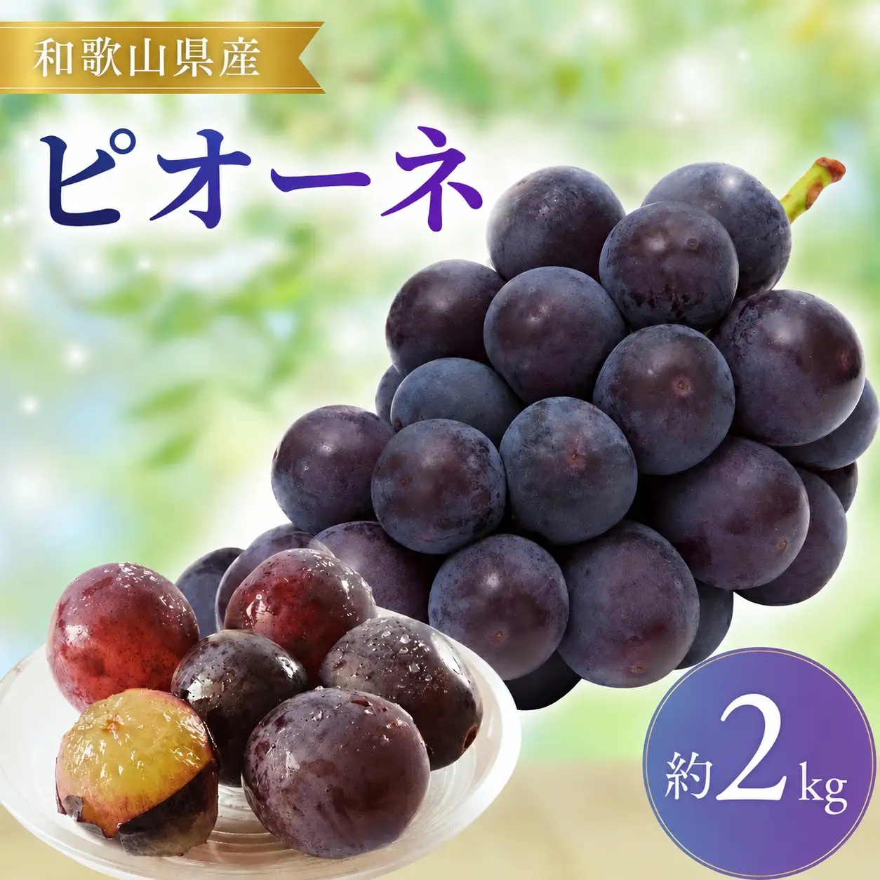 【先行予約】ピオーネ 和歌山県産 約2kg（3〜5房） / ぶどう 葡萄 ブドウ フルーツ 果物 ※8月下旬～9月中旬頃に順次発送 ※離島への配送不可【mat511-r-2】