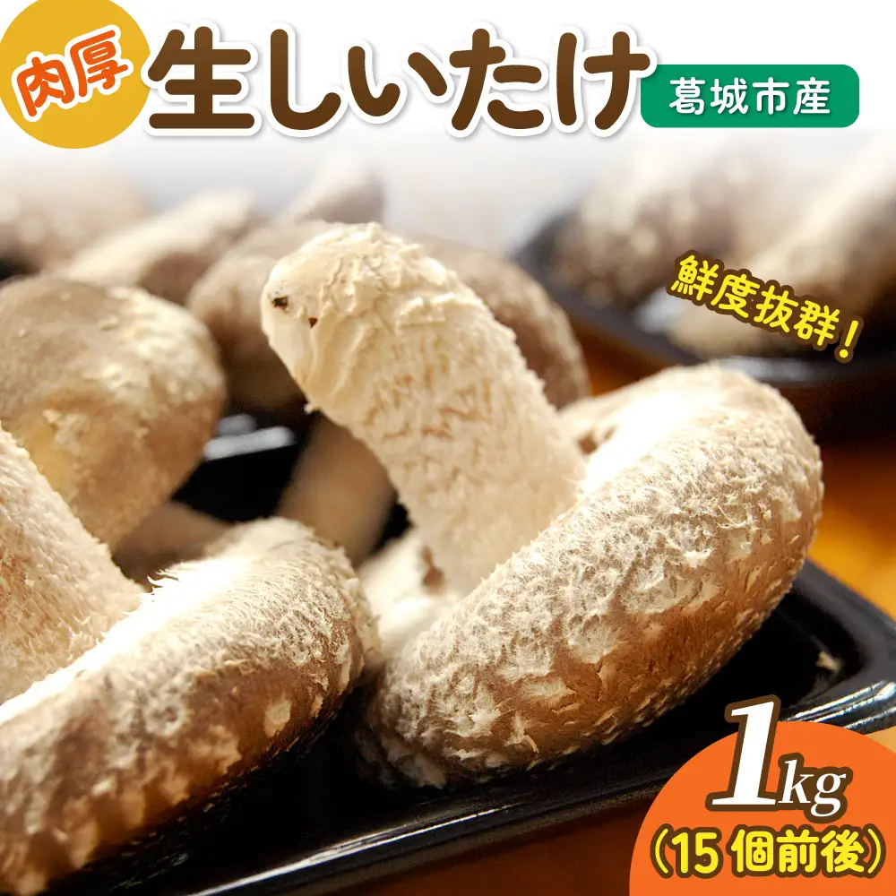 葛城市産生しいたけ（1kg） 15個前後 椎茸 シイタケ 生 国産 セット 1kg 新鮮 菌床 スライス 奈良県 葛城市【kobo004】