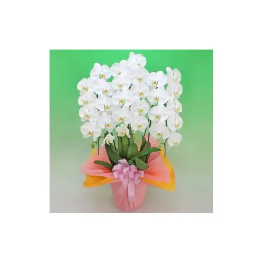 大輪胡蝶蘭　白3本立ち（ラッピング付）