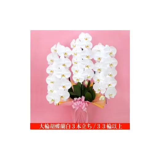 大輪胡蝶蘭　白3本立ち　33輪クラス（ラッピング付）