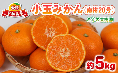 小玉みかん 南柑20号 みかん 5kg 2S~S サイズ こうの果樹園 先行予約 温州みかん 温州 愛媛みかん 愛媛蜜柑 愛媛ミカン うんしゅう みかん ミカン 蜜柑 mikan 果物 フルーツ 柑橘 甘い 甘味 蜜柑 産地直送 農家直送 数量限定 国産 愛媛 宇和島 B010-182003