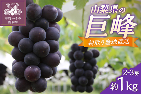 甲府市産　巨峰　約1.0kg（2～3房）