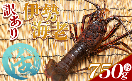 伊勢海老 活 計750g イセエビ【伊勢海老】 eb-0055