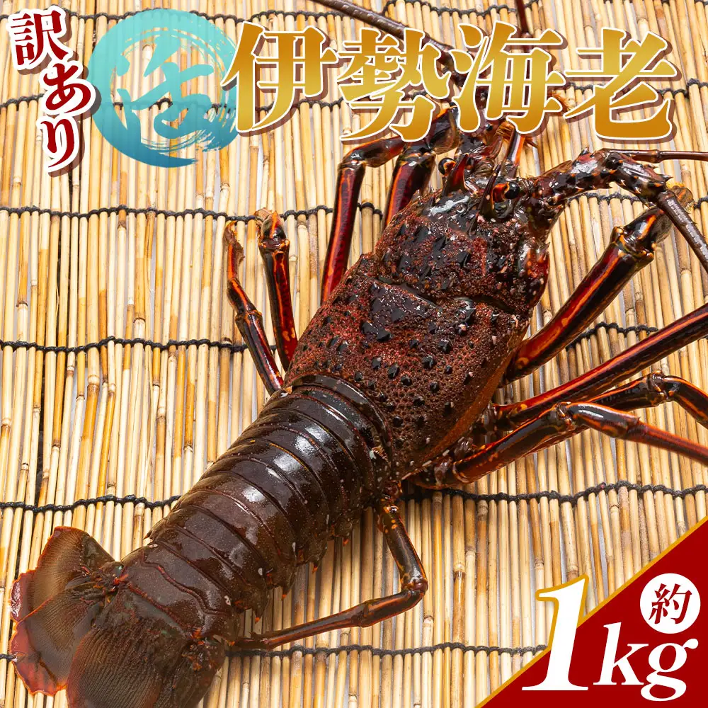 【 伊勢海老 】 伊勢海老 1〜5尾 計1kg eb-0056