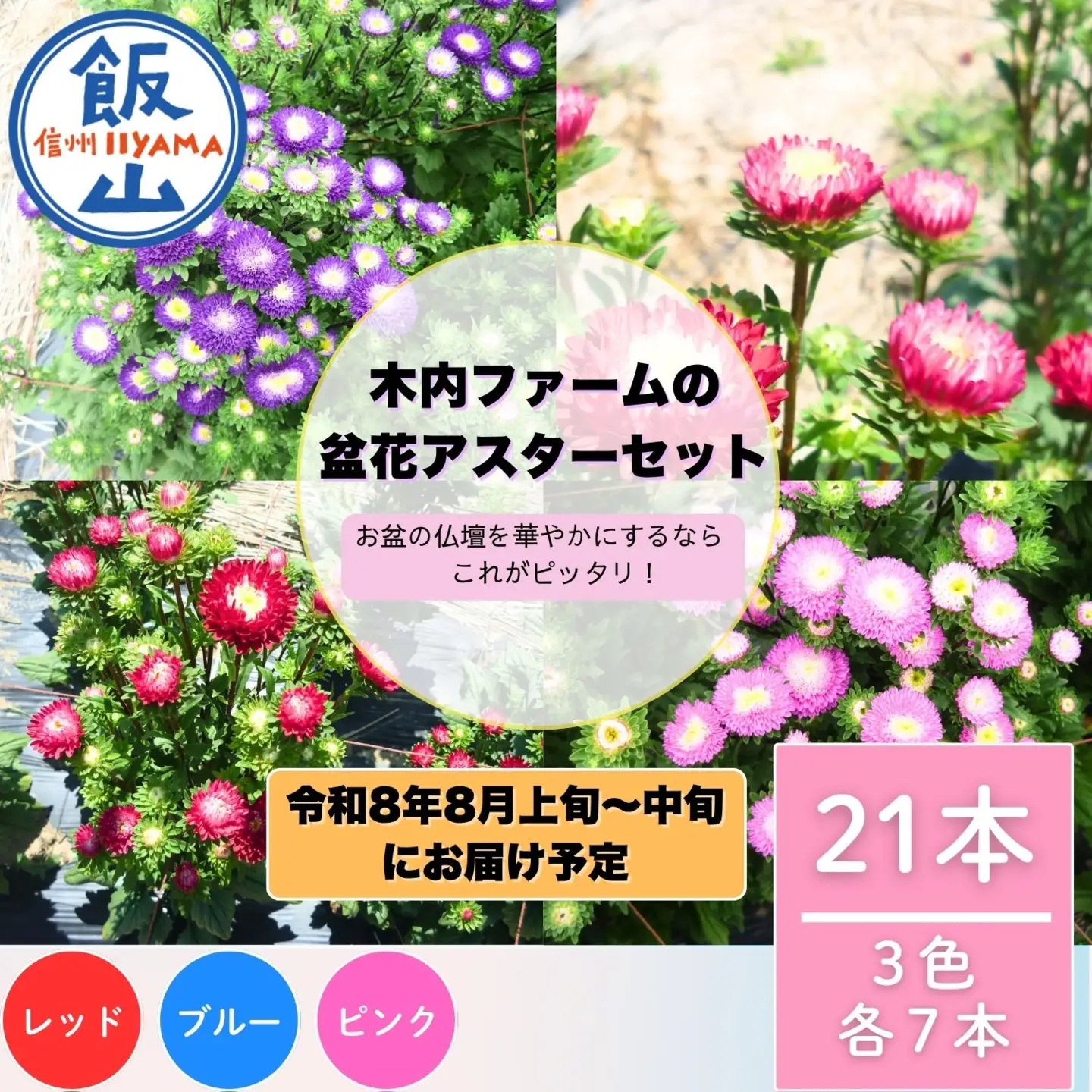  【期間限定】奥信濃飯山～木内ファームの盆花アスター21本セット～【2026年8月上旬より出荷】（Ca-004）