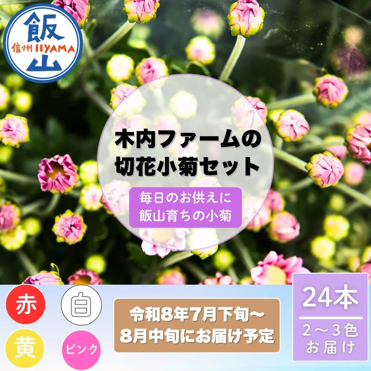 【期間限定】奥信濃飯山 ～木内ファームの切花小菊24本セット～【2026年7月下旬より出荷】（Ca-003）