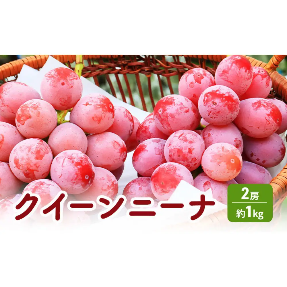 長野市産 クイーンニーナ 【秀品】2房 |ぶどう 葡萄 フルーツ 果物