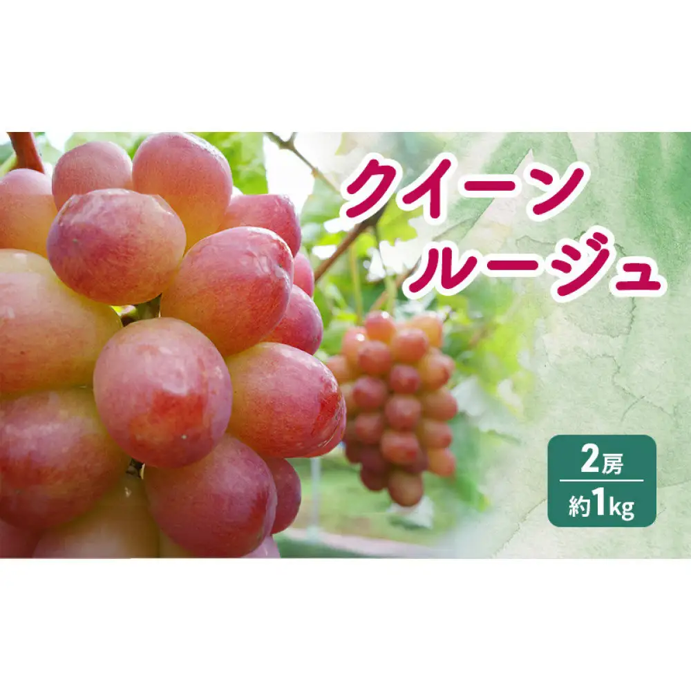 長野市産 クイーンルージュ 【秀品】2房 |ぶどう 葡萄 フルーツ 果物