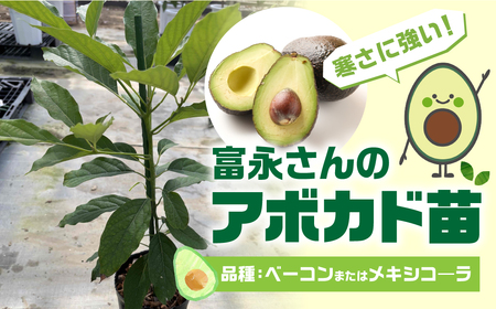 富永さんのアボカド苗 アボカド 苗 観葉植物 栽培 家庭栽培 サラダ 植物 グリーン 苗 ベーコン または メキシコ―ラ おまかせ 楽しみ 愛知県 豊橋市