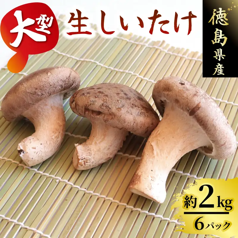 大型生 しいたけ 約2kg 菌床【 しいたけ 】