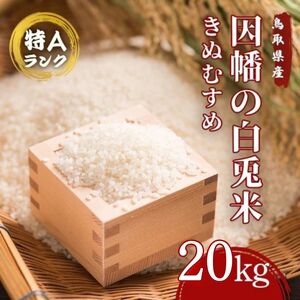 Y983 因幡の白兎米 きぬむすめ 令和8年産 精米済 20kg（5kg×4袋）