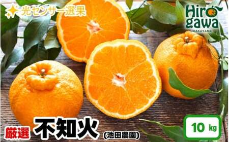 不知火 （ しらぬい ） 10kg+250g（痛み補償分） 厳選 光センサー / デコポン 高級 甘い 和歌山 柑橘 ※2027年2月上旬～4月中旬に順次発送 ※北海道・沖縄・離島への配送不可【ikd010-p-10B】