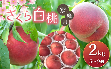 【先行受付】さくら白桃 2kg(5個～9個)
