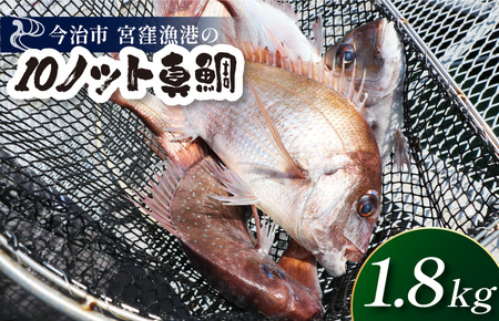 天然ブランド真鯛「10ノット真鯛」（ラウンド1.8kg前後1尾）【V002790】