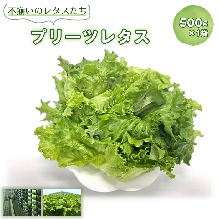 No.013 不揃いのレタスたち（プリーツレタス）500g×1袋