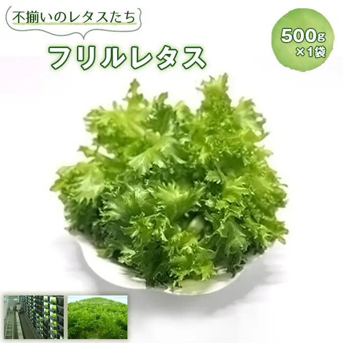 No.014 不揃いのレタスたち（フリルレタス）500g×1袋