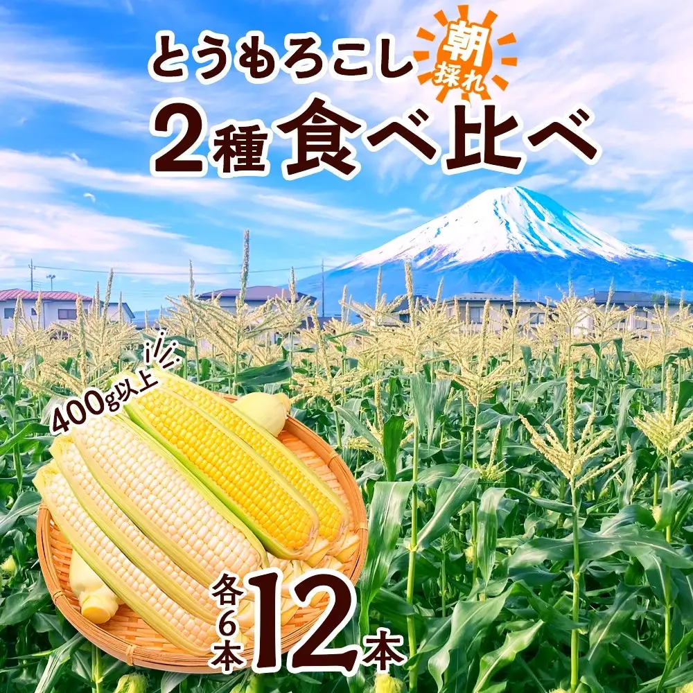 【2026年先行予約】とうもろこし イエロー ＆ ホワイト 2種 食べ比べ 恵味ゴールド 白い恵味 400g以上 各6本 計12本 野菜 おやつ 旬 産地直送 送料無料 湖南野菜出荷組合 山梨県 富士河口湖町