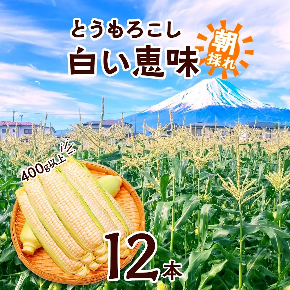 【2026年先行予約】とうもろこし 白い恵味 ホワイト 400g以上×12本 計4.8kg以上 高糖度 トウモロコシ スイートコーン 玉蜀黍 白 夏野菜 ジューシー 野菜 おやつ 甘い 旬 産地直送 送料無料 湖南野菜出荷組合 山梨県 富士河口湖町