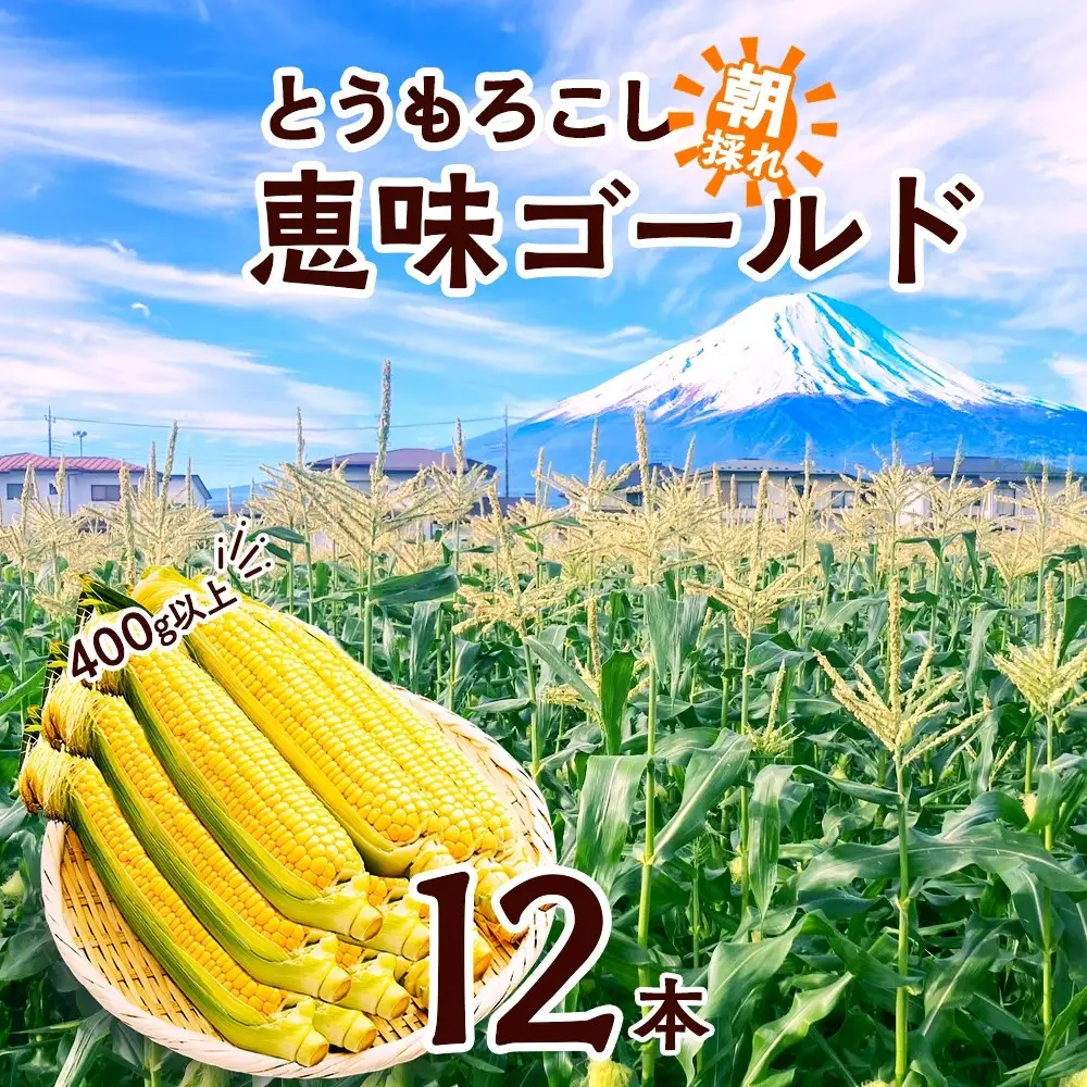 【2026年先行予約】とうもろこし 恵味 ゴールド 400g以上×12本 計4.8kg以上 高糖度 トウモロコシ スイートコーン 玉蜀黍 イエローコーン 黄 夏野菜 甘い ジューシー 野菜 おやつ 旬 産地直送 送料無料 湖南野菜出荷組合 山梨県 富士河口湖町