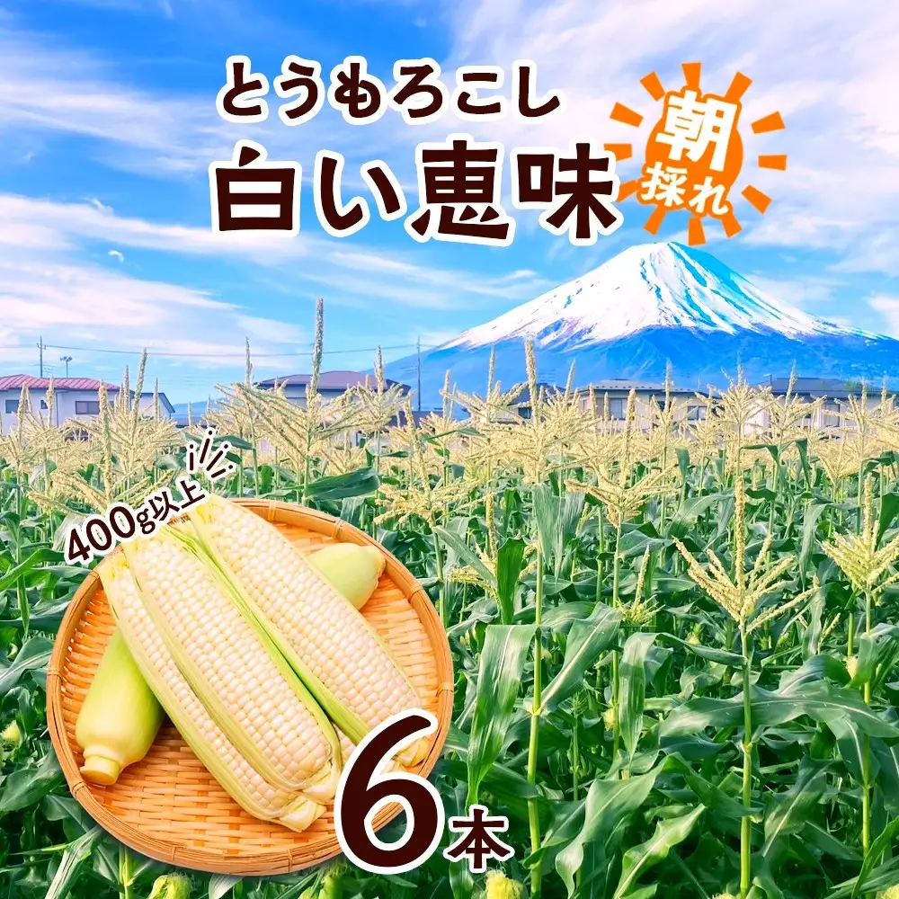 【2026年先行予約】とうもろこし 白い恵味 ホワイト 400g以上×6本 計2.4kg以上 高糖度 トウモロコシ スイートコーン 玉蜀黍 白 夏野菜 ジューシー 野菜 おやつ 甘い 旬 産地直送 送料無料 湖南野菜出荷組合 山梨県 富士河口湖町