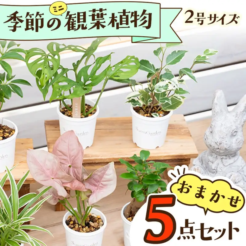 季節の植物 2号鉢 5点セット【発送可能時期：4月上旬～7月末、9月上旬～11月末】観葉植物