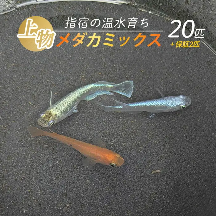 10営業日以内に発送 温水育ち 上物メダカミックス20匹 otofarm IB148-001  ※北海道・沖縄・離島配送不可※メダカ メダカ