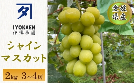 【2026年先行予約】 シャインマスカット 約2kg 【2026年9月から順次発送予定】 ぶどう 葡萄 果物 愛媛 人気 伊豫果園  伊予市｜C108