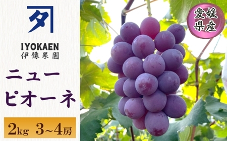 【2026年先行予約】 ニューピオーネ 約2kg 【2026年8月上旬から順次発送予定】 ぶどう 葡萄 種無し 果物 愛媛 人気 伊豫果園 伊予市｜B390