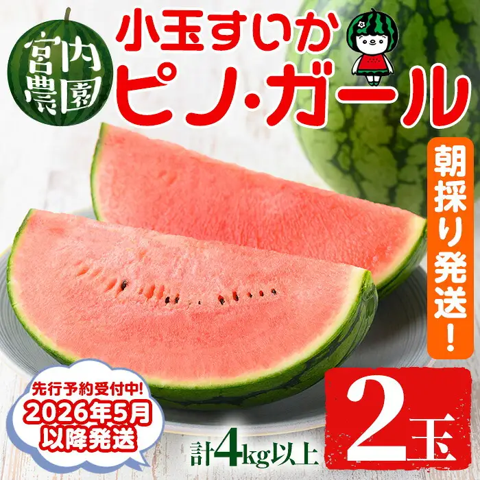 【0165005a】《2026年5月以降発送》小玉すいか・ピノ・ガール(2玉・計4kg以上) 果物 果実 フルーツ スイカ ピノガール 数量限定 期間限定【宮内農園】
