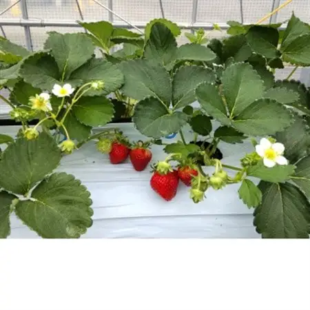 長野県茅野市産　いちご　キッツ苺(信大BS8-9)1箱 500g【配送不可地域：離島・北海道・沖縄県・中国・四国・九州】【1596532】