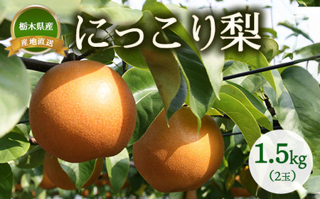 【産地直送】にっこり梨　1.5kg（2玉） ※2026年10月～発送