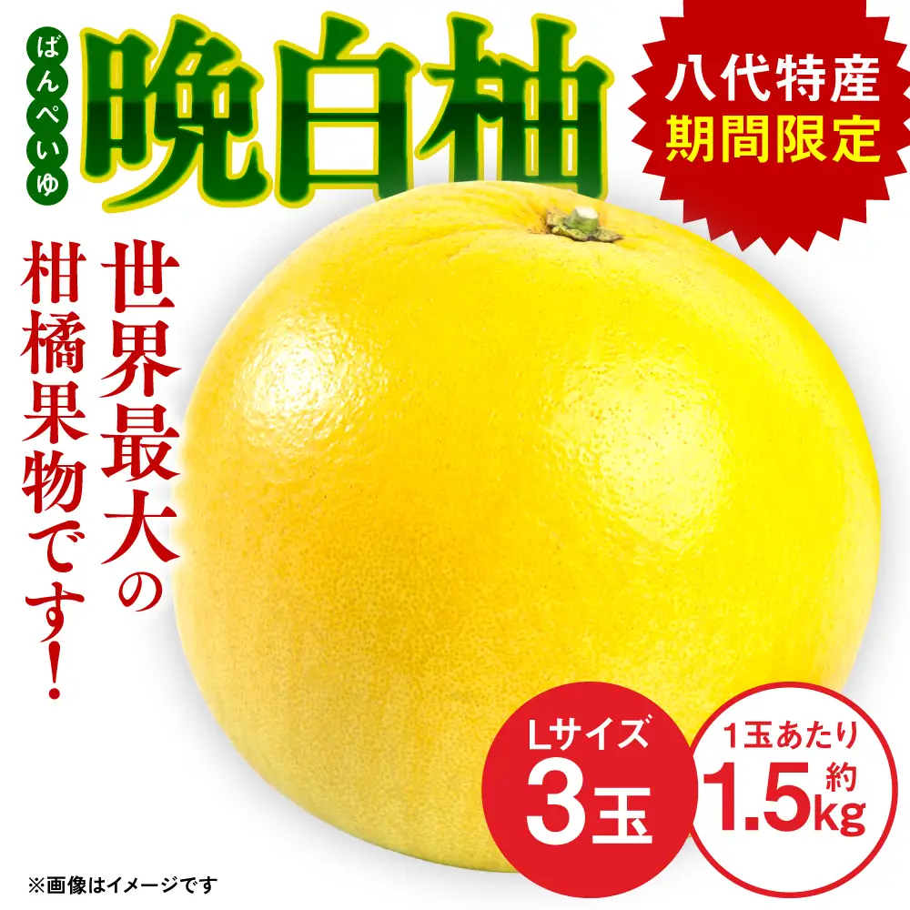 【先行予約】熊本県八代市産 晩白柚 （ばんぺいゆ）Lサイズ 3玉 柑橘【2026年12月上旬より順次発送】