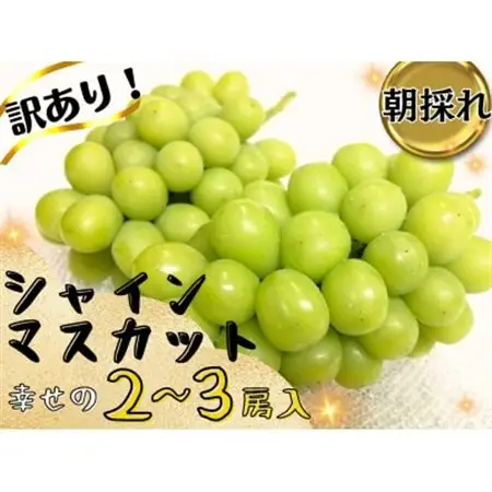 【2026年先行受付】お試しフルーツ王国岡山シャインマスカット1.2kg以上!　朝採れぶどう2～3房【配送不可地域：離島】【1633322】