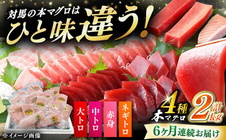 【全6回定期便】 対馬産 本マグロ 4種 計2kg（赤身/中トロ/大トロ/ネギトロ）[WAH035] マグロ まぐろ トロ