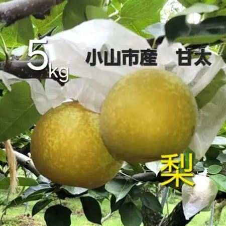数量限定!【5kg】栃木県小山市産　甘太　梨【1617298】
