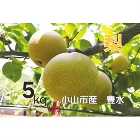 【5kg】栃木県小山市産　豊水 梨【1617299】
