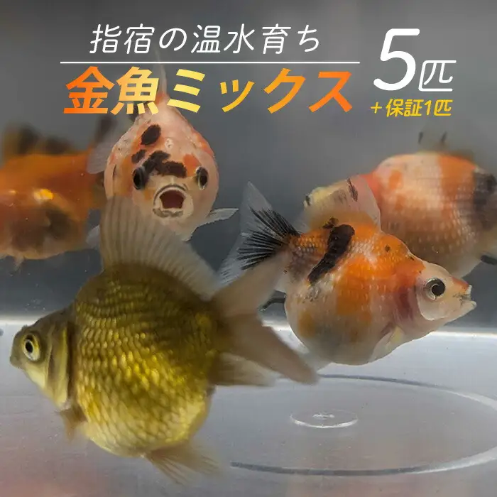 10営業日以内に発送 温水育ち 金魚ミックス5匹 otofarm IB148-002 ※北海道・沖縄・離島配送不可※ 金魚 金魚