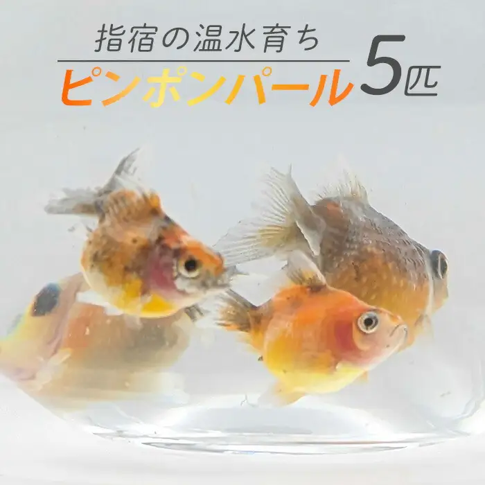 10営業日以内に発送 温水育ち ピンポンパール 5匹 otofarm IB148-003 ※北海道・沖縄・離島配送不可※金魚 金魚