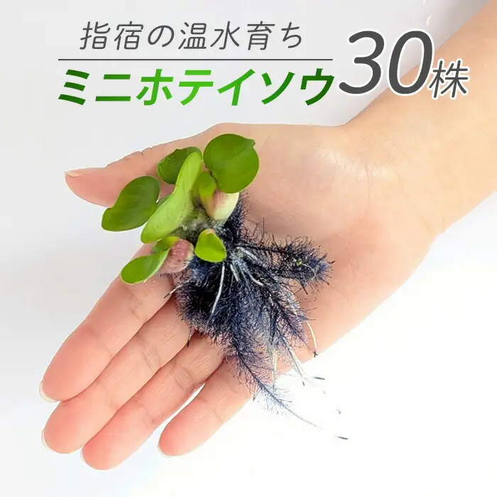 10営業日以内に発送 温水育ち ミニホテイソウ 30株 otofarm IB148-008 ※北海道・沖縄・離島配送不可※ 水槽 水槽